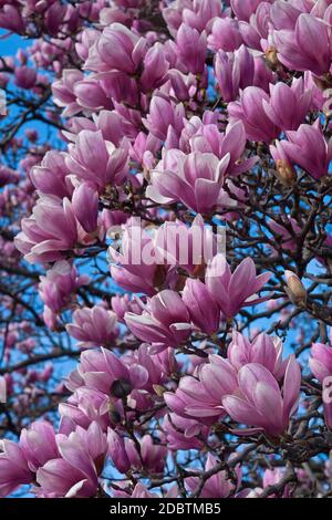 Piattino magnolia (Magnolia x soulangeana). Ibrido tra Magnolia denudata e Magnolia liliiflora. Chiamato anche Magnolia Cinese e Tulip Magnolia Foto Stock