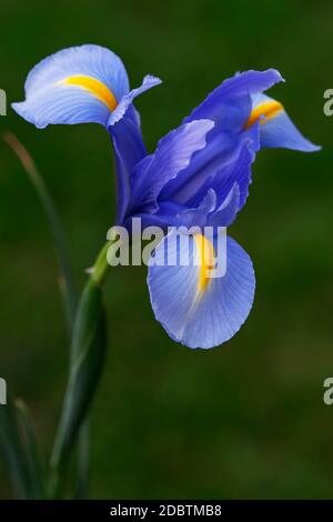 Iris olandese (Iris xiphium). Chiamato anche iris spagnolo. Altri nomi scientifici sono Iris lusitanica e Iris x hollandica Foto Stock