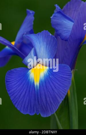 Iris olandese (Iris xiphium). Chiamato anche iris spagnolo. Altri nomi scientifici sono Iris lusitanica e Iris x hollandica Foto Stock