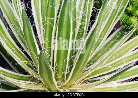 Regina del filo bianco-foglia di agave (Agave schidigera Shira ito no Ohi). Chiamato regina del filo bianco secolo impianto e filettatura Vaiegated-foglia di agave anche Foto Stock