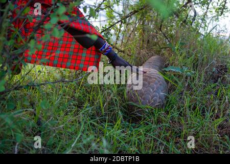 La guida tocca le scale di pangolino in erba Foto Stock