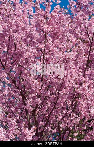 Dream Catcher ciliegia fiorente (Prunus x Dream Catcher). Derivato dalla ciliegia di Okame (Prunus x incam Okame) Foto Stock