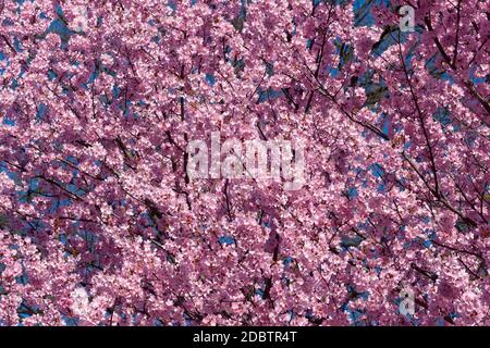 Dream Catcher ciliegia fiorente (Prunus Dream Catcher). Derivato dalla ciliegia di Okame (Prunus x incam "Okame") Foto Stock