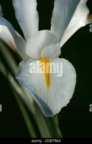Iris olandese (Iris xiphium). Chiamato anche iris spagnolo. Altri nomi scientifici sono Iris lusitanica e Iris x hollandica Foto Stock