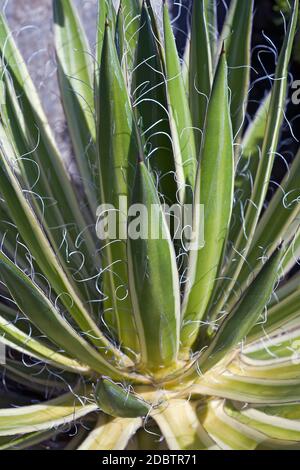 Regina del filo bianco-foglia di agave (Agave schidigera Shira ito no Ohi). Chiamato regina del filo bianco secolo impianto e filettatura Vaiegated-foglia di agave anche Foto Stock