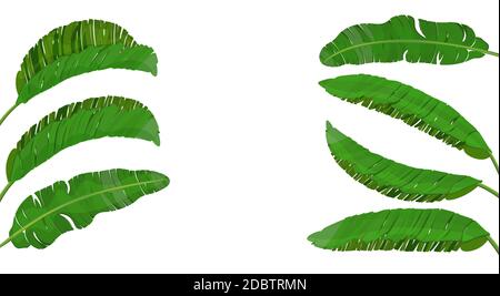 Set di foglie verde brillante di palma di banana. Tema tropicale. Grafica colorata per stampa, immagine o cartolina. Illustrazione vettoriale Foto Stock