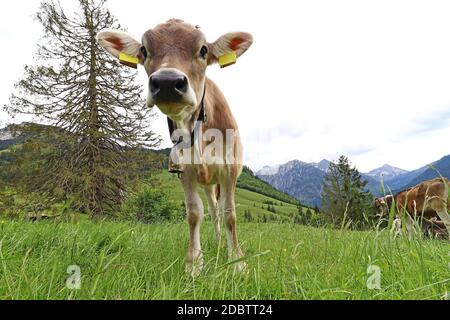 Un giovane bel bestiame bruno nelle montagne della Baviera Foto Stock