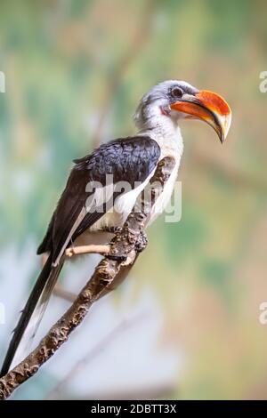 Foto di profilo completo di una Hornbill che perching su una filiale Foto Stock