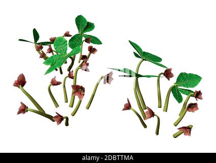 Rendering 3D di fiori di rosa o di rosa di Natale di Helleborus orientalis o Lenten isolati su sfondo bianco Foto Stock