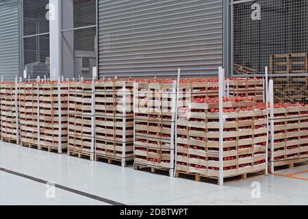 Casse di Pomodoro al pallet in magazzino Foto Stock