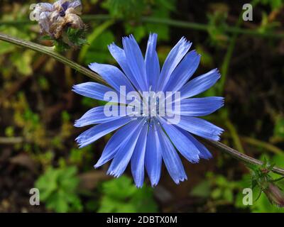 Cicoria comune, Cichorio intybus, fiore blu in primo piano Foto Stock