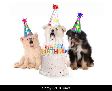 Cuccioli umorosi canto felice compleanno Canzone con torta Foto Stock