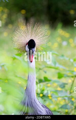 Gru coronata un ritratto Foto Stock