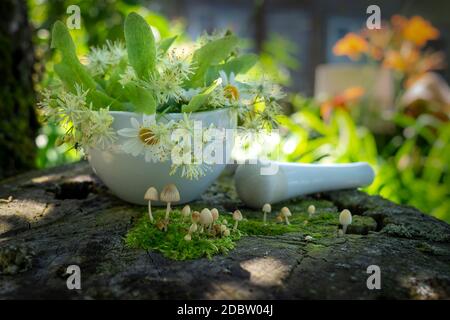 Piccoli toadstools che crescono su muschio verde di fronte a un pestello e mortaio riempito con margherite bianche fresche, fiori di linden e foglie per medi alternativi Foto Stock