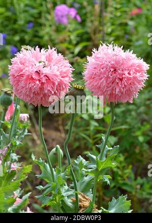 papaveri ornamentali rosa nel giardino Foto Stock