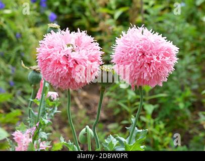 papaveri ornamentali rosa nel giardino Foto Stock