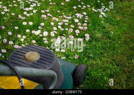 Concetto di manutenzione per stagioni e iarde con rasaerba elettrico e fiori primaverili bianchi e rosa in un prato verde Foto Stock