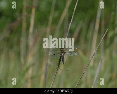 grande libellula seduta su un ramo vicino a. Foto Stock