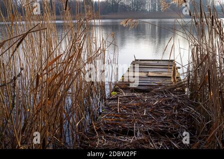 Vecchio molo rustico in legno dilapidati coperto in canne cadute sulla riva di un lago tranquillo con riflessioni sull'acqua con nebbia di mattina presto in A. Foto Stock