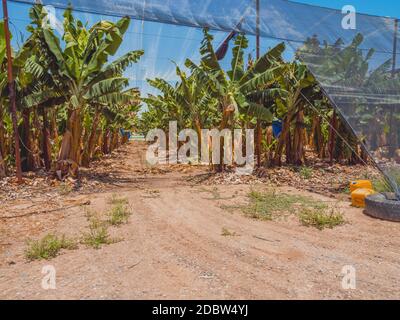 Piantagioni di alberi di banana con un mazzo di banane verdi grezze in crescita. A Kibbutz Degania, Israele. Foto Stock