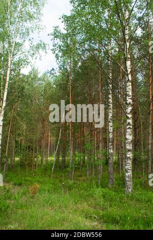 Foresta di funghi di betulla e abete rosso in estate. Alberi verdi nella foresta estiva. Viaggi sulla natura. Paesaggi in Bielorussia. Immagine verticale Foto Stock