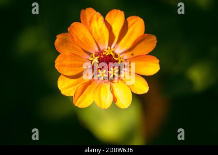 Tithonia rotundifolia fiore in giardino su sfondo verde. Tema floreale Foto Stock