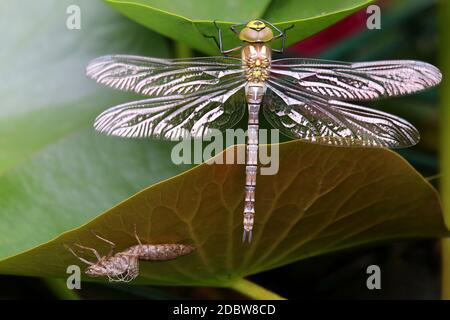 Appena hatched blu-verde mosaico maiden Aeshna cianea con Exuvie al laghetto del giardino Foto Stock