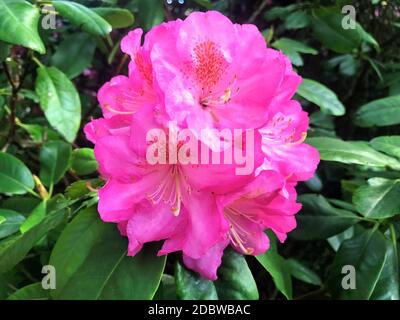 Rhododendron - fiori azalei nel parco della città sotto l'estate..... Foto Stock