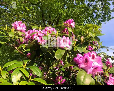 Rhododendron - fiori azalei nel parco della città sotto l'estate..... Foto Stock