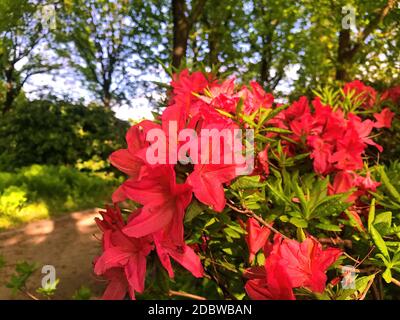 Rhododendron - fiori azalei nel parco della città sotto l'estate..... Foto Stock