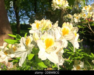 Rhododendron - fiori azalei nel parco della città sotto l'estate..... Foto Stock