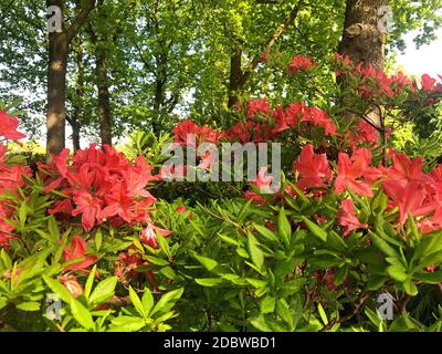 Rhododendron - fiori azalei nel parco della città sotto l'estate..... Foto Stock