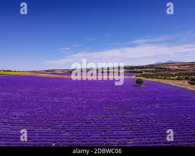 Campo lavanda paesaggio drone scatto con colori magenta contro cielo blu. Vista aerea della giornata dei fiori di Lavandula in fiore con cespugli viola a una A. Foto Stock