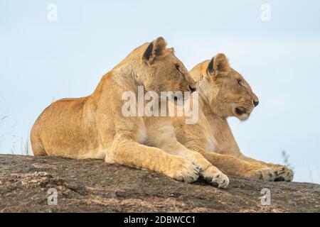 Due leonesse giacciono sulla roccia all'orizzonte Foto Stock