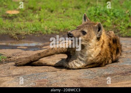 Avvistato hyena sdraiato sulla roccia sotto il sole Foto Stock