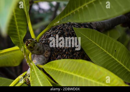 Una colonia di api in un albero. Vista ravvicinata della colonia di api. Api di miele Foto Stock