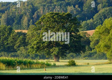 Vecchia quercia grande nella valle di Werra Foto Stock