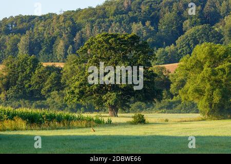 Vecchia quercia grande nella valle di Werra Foto Stock