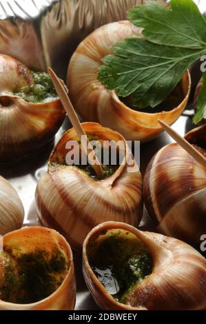 Escargot de Bourgogne con stuzzicadenti Foto Stock