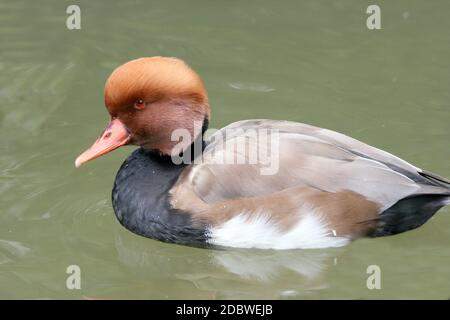 Un maschio rosso-crested Pochard (Netta rufina) in acqua Foto Stock