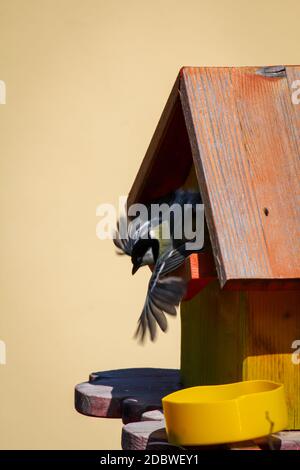 La mia scatola di annidamento auto-fatta che ora è usata dai titmice. Foto Stock