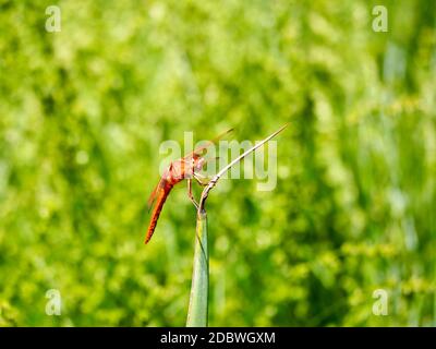 La libellula arancione riposa sull'erba Foto Stock
