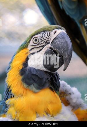 Ritratto, un primo piano di un macaw nel molt. Foto Stock