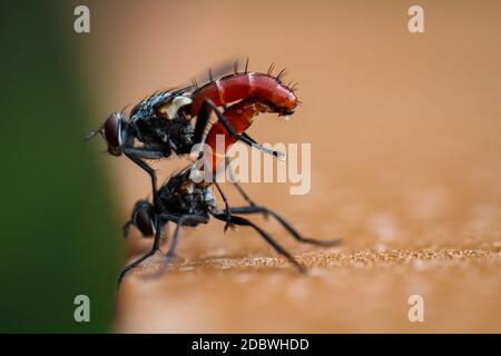 Un primo piano di due mosche di accoppiamento. Questi hanno una pagnotta rossa Foto Stock