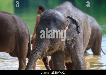 Centro di riabilitazione degli Elefanti, Kottoor, Kappukad, Trivandrum, alimentazione degli Elefanti, bagno, Safari Foto Stock
