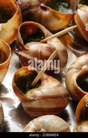 Escargot de Bourgogne con stuzzicadenti Foto Stock