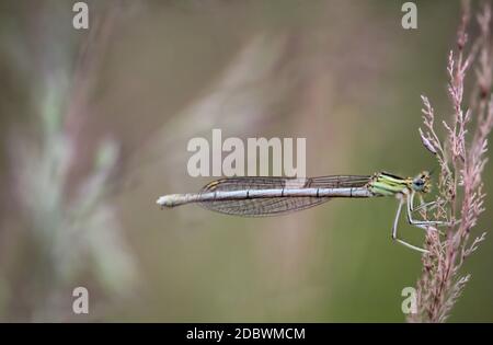 Ritratto di una libellula (Zygoptera) o di una sirena d'acqua. Appartengono alle libellule. Foto Stock