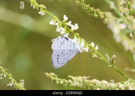 Un bluebird, farfalla raccoglie nettare dai fiori di una pianta. Foto Stock