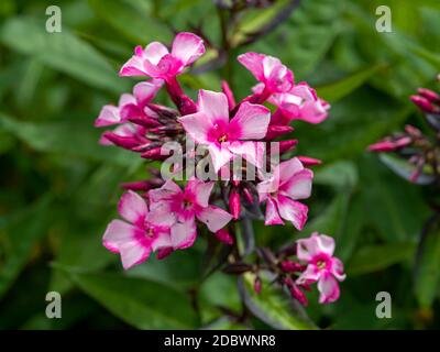 Primo piano di graziosi fiori di flox rosa, varietà Phlox paniculata Miss Ellie Foto Stock