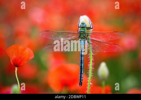 Falco migrante del sud, aeshna affinis, riposante su fiore fiorente rosso. Insetto maschile in ambiente vivido. Colorata libellula appollaiata nella natura Foto Stock